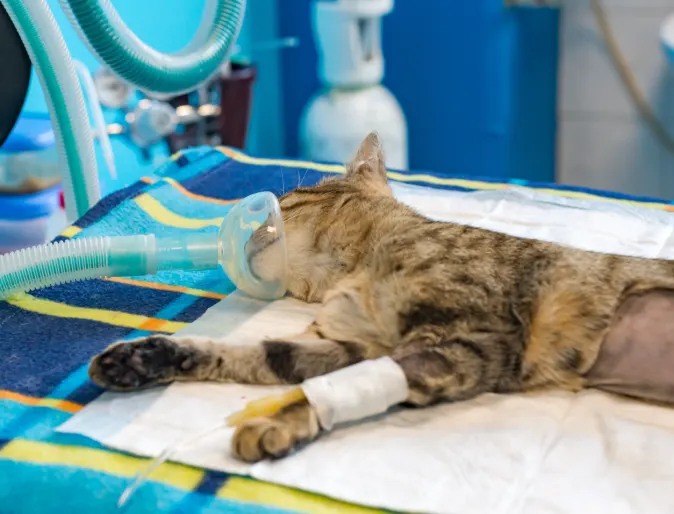 Cat being prepped for surgery